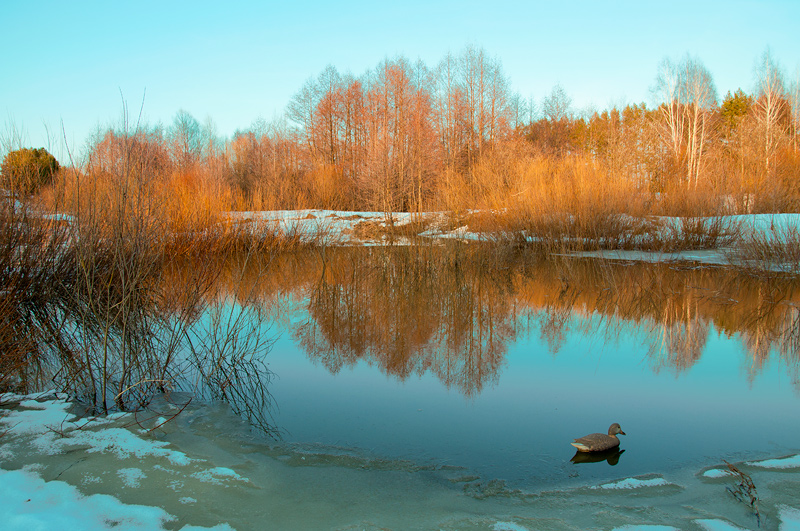 Сезон весенней охоты в Оренбуржье откроют 9 апреля